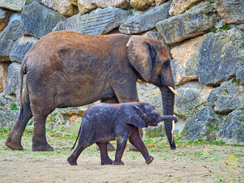 Full length of elephant