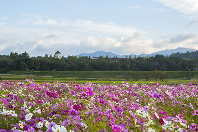 Flowers in field against cloudy sky