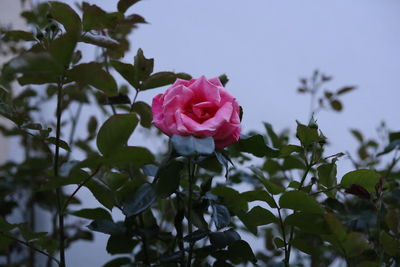 Close-up of pink rose