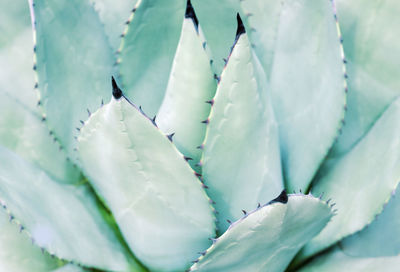 Agave plant of trendy mint color close-up, a natural background.