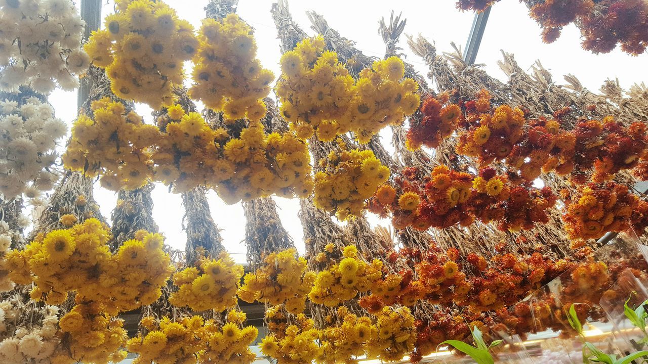 LOW ANGLE VIEW OF AUTUMN TREE