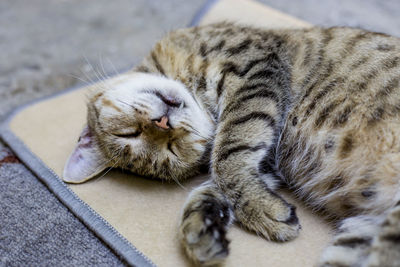 Close-up of sleeping cat