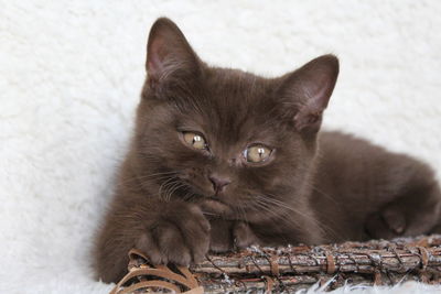 Close-up portrait of cat