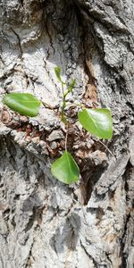 Close-up of green leaves on tree trunk