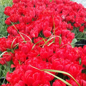 Close-up of red flowers