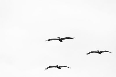 Low angle view of birds flying in sky