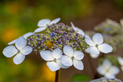 Close-up of white hydrangea flowers in park