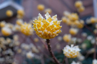 Close-up of yellow flowers blooming outdoors