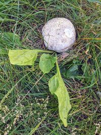 High angle view of green leaf on field