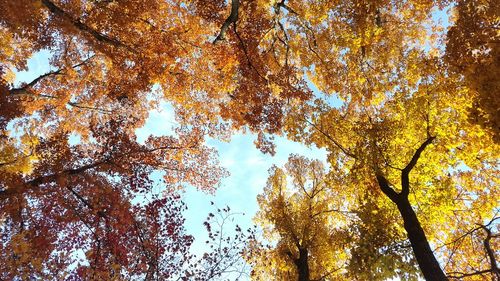 Low angle view of trees against sky