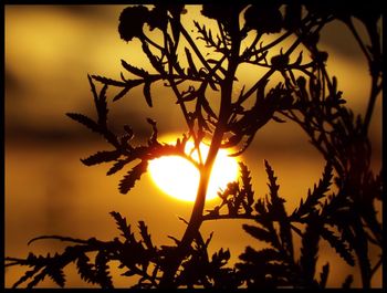 Sun shining through trees