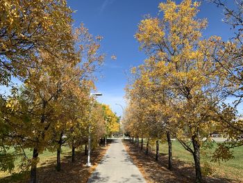 Footpath amidst trees against sky during autumn