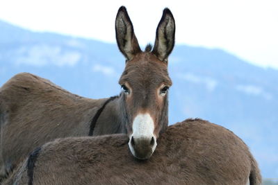 Portrait of a donkey 