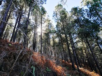 Low angle view of trees in forest against sky