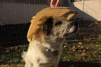 Close-up of man holding dog