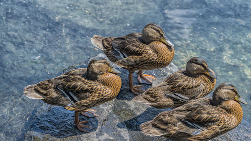 High angle view of mallard ducks perching on rock