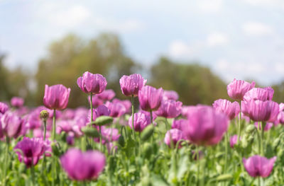 Close-up of pink flowers on field