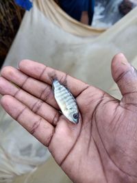 Close-up of hand holding fish