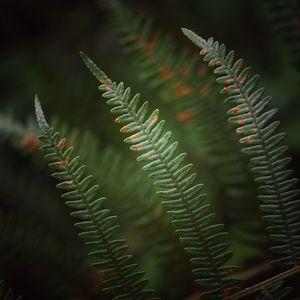 Close-up of fern leaves