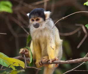 Closeup portrait of baby golden squirrel monkey saimiri sciureus sitting on branch, bolivia.