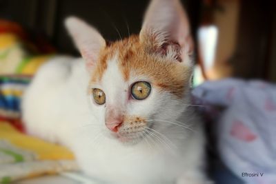 Close-up portrait of cat