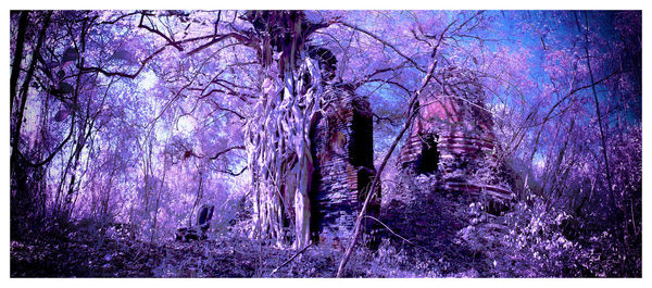 View of purple flowering plants in forest