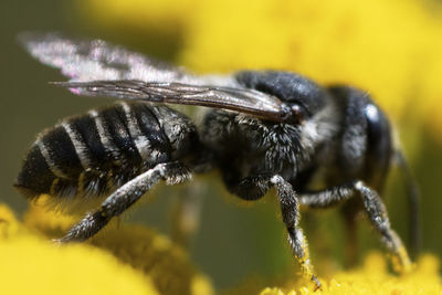 Close-up of bee pollinating flower
