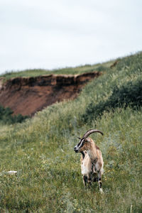 Deer standing on field