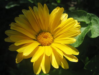 Close-up of yellow flower