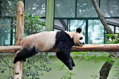 Panda sleeping on wooden fence against glass building