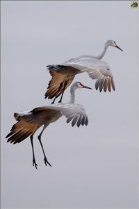 Low angle view of seagull flying