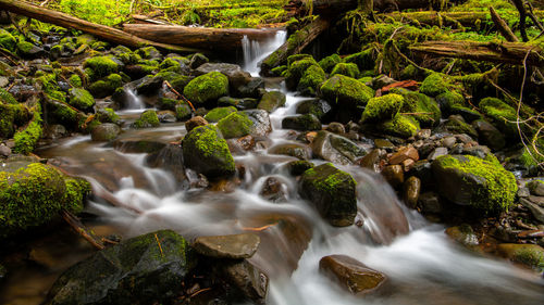 Scenic view of waterfall in forest