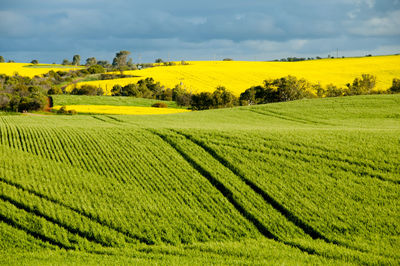 Scenic view of agricultural field against sky