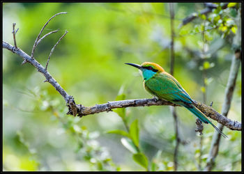 Close-up of bird perching on tree