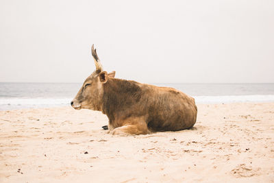 Cow on beach in gambia