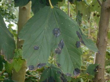 plant