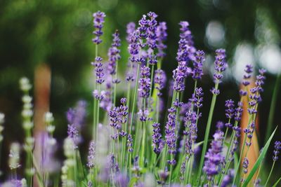 Close-up of purple flowering plants on field