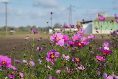 Close-up of pink cosmos flowers blooming on field