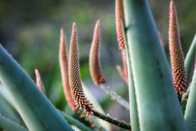 Close-up of succulent plant