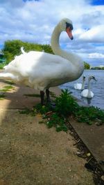 Close-up of swan in water