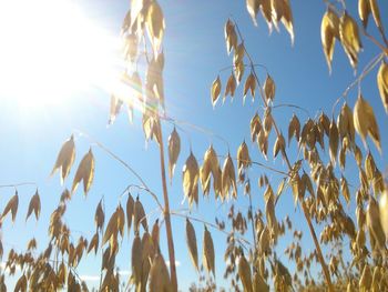 Low angle view of sun shining through trees
