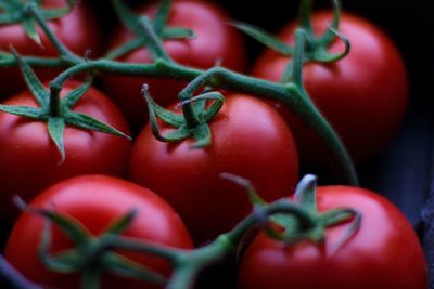 Close-up of tomatoes