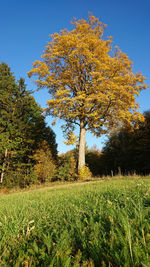 Trees on field against sky during autumn