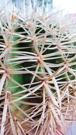 Close up of cactus plant