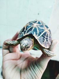 Close-up of a hand holding a turtle