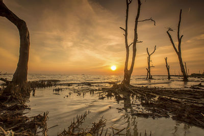 Dead trees on shore at beach against sky during sunset
