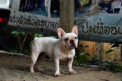 Portrait of a dog