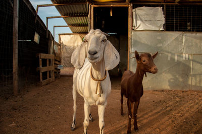 Goat with kid in farm