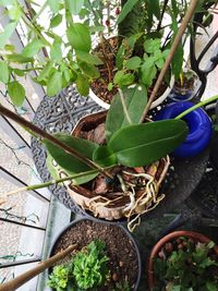 Leaves growing on wall