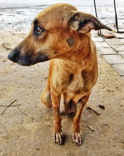 Close-up of a dog looking away
